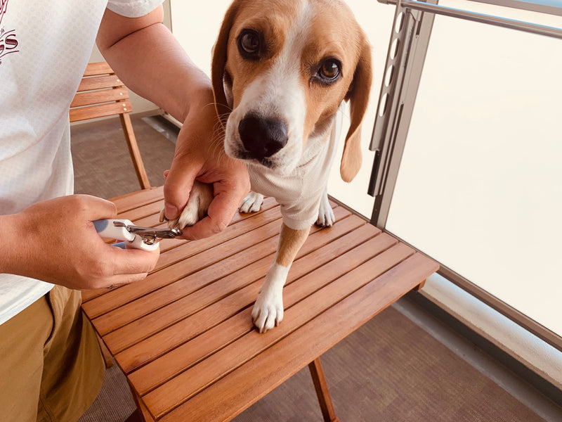 犬が爪切りを嫌がる 挫折から3年の再チャレンジ