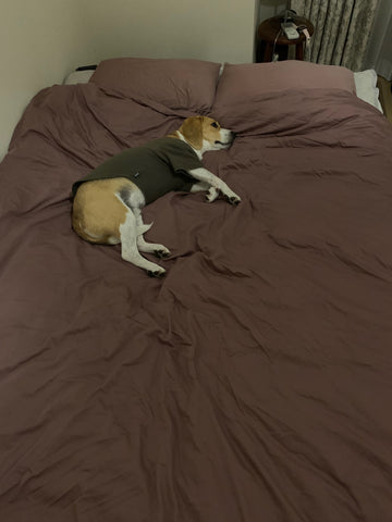 犬と一緒に寝るのはやめるべき 一人でぐっすり眠れる犬用ベッド
