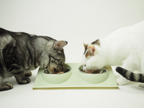猫にサプリは必要 サプリメントの成分と猫が食べていけないもの