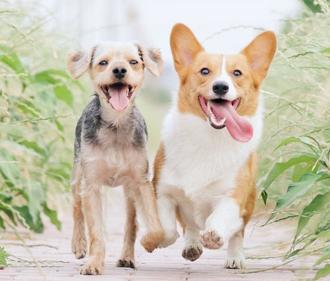 犬の歯磨き 犬のデンタルケアの重要性