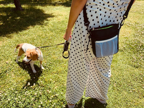 犬のお散歩と使いやすいお散歩用バッグについて