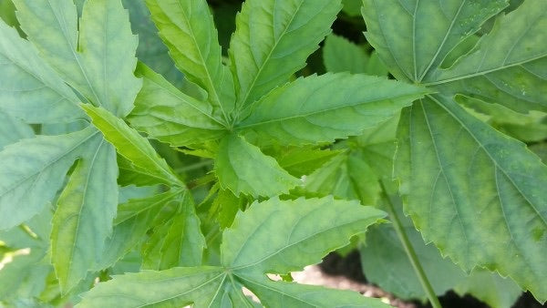 - Gongura Seeds (Green 100+ – Indian PlantsNSeeds