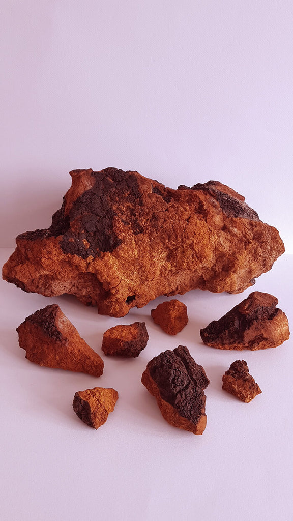 Chaga medicinale paddenstoel anti-agingvoor de huid