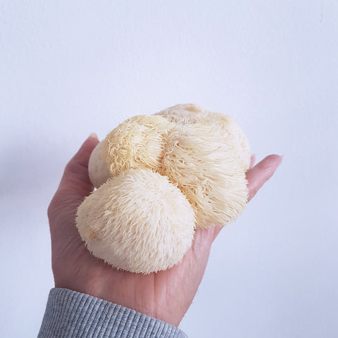 Pruikenzwam paddenstoel ook bekend als Lion's Mane is een adaptogeen