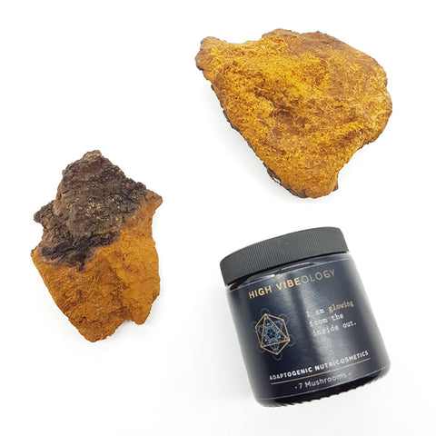 Chaga medicinale paddenstoel en krachtig adaptogeen voor het immuunsysteem en de huid