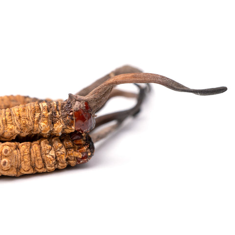 Cordyceps is een van de paddenstoelen in de I am glowing adaptogenen voor de huid