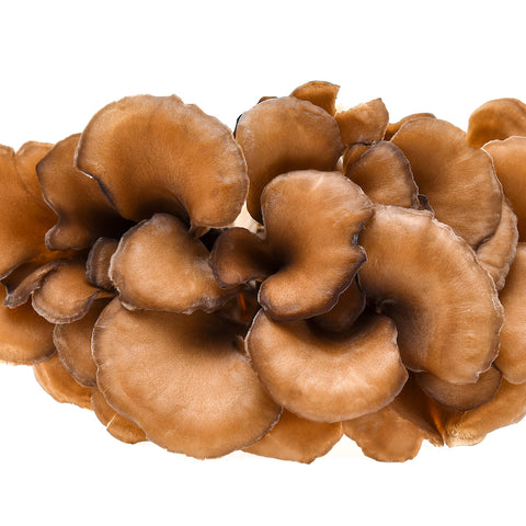 Medicinale paddenstoelen: medicijn voor lichaam en geest: maitake