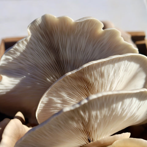 Medicinale paddenstoelen: medicijn voor lichaam en geest