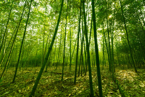 bamboo field raw material for wall decor