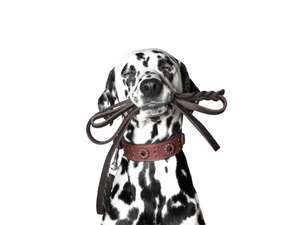 Leash Safety Why Some Leashes Have Weight Restrictions Doodle Dogs Doodle Dogs Boutique