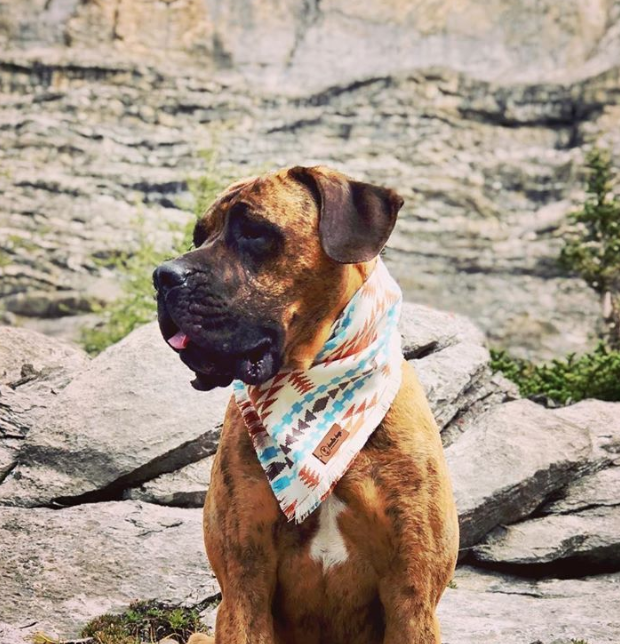 dog bandanas calgary