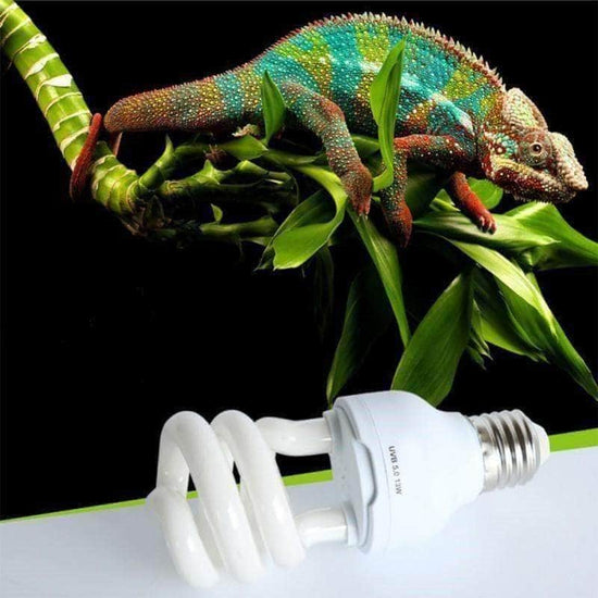 Importance de la lumière UV pour les reptiles – Petmonde