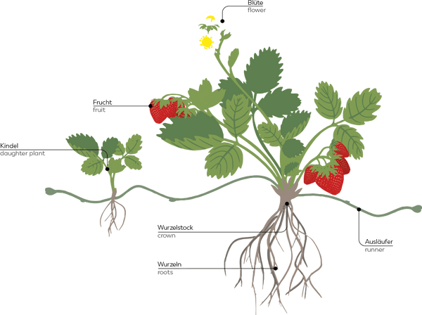 technische tekening van een aardbei plant