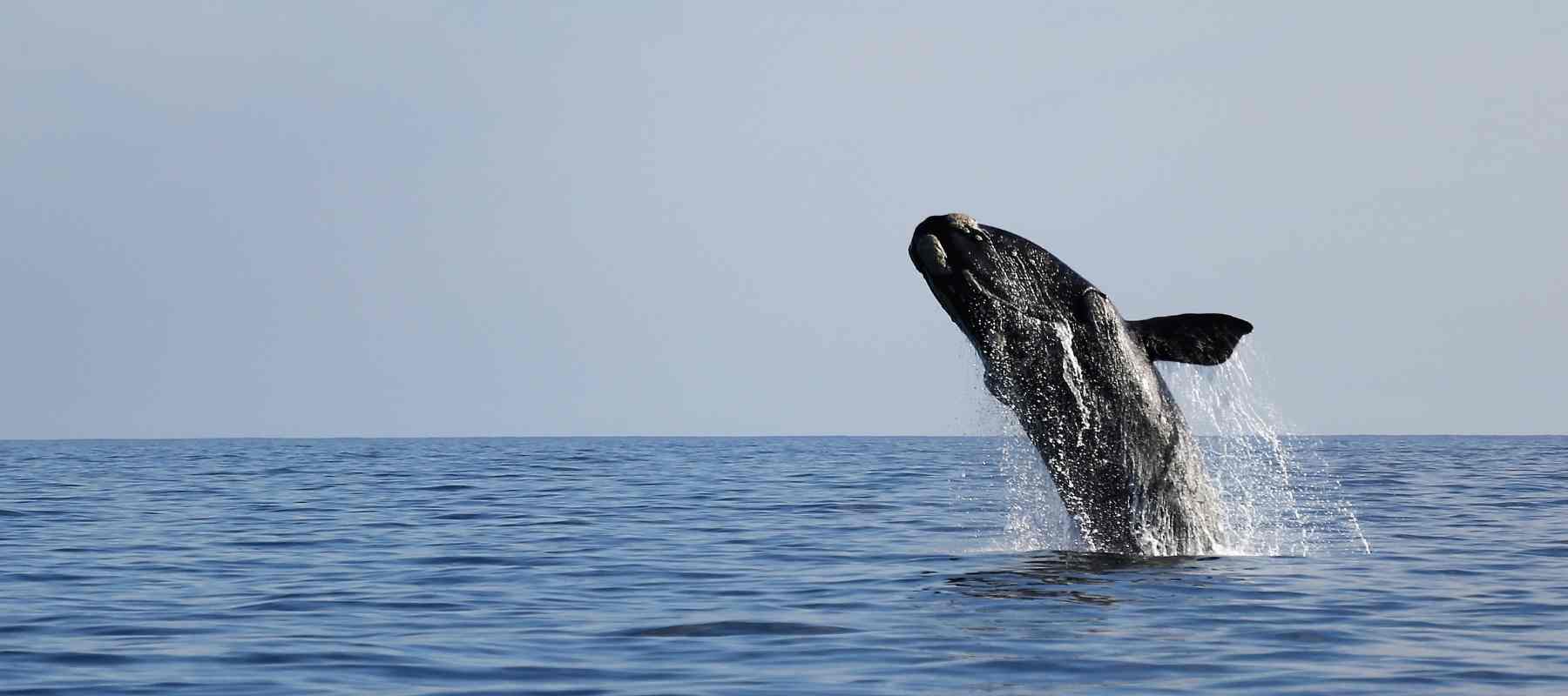 Le meilleur moment pour observer les baleines en Afrique du Sud
