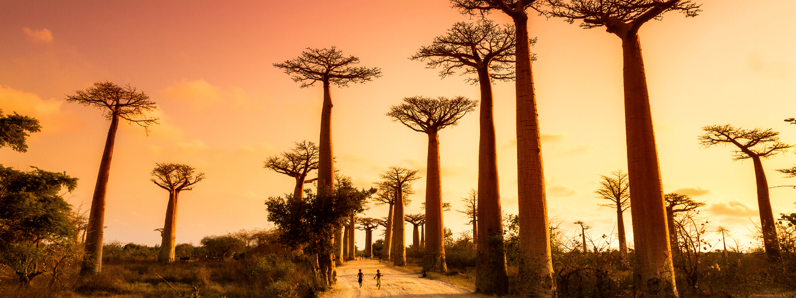 Avenue des Baobabs