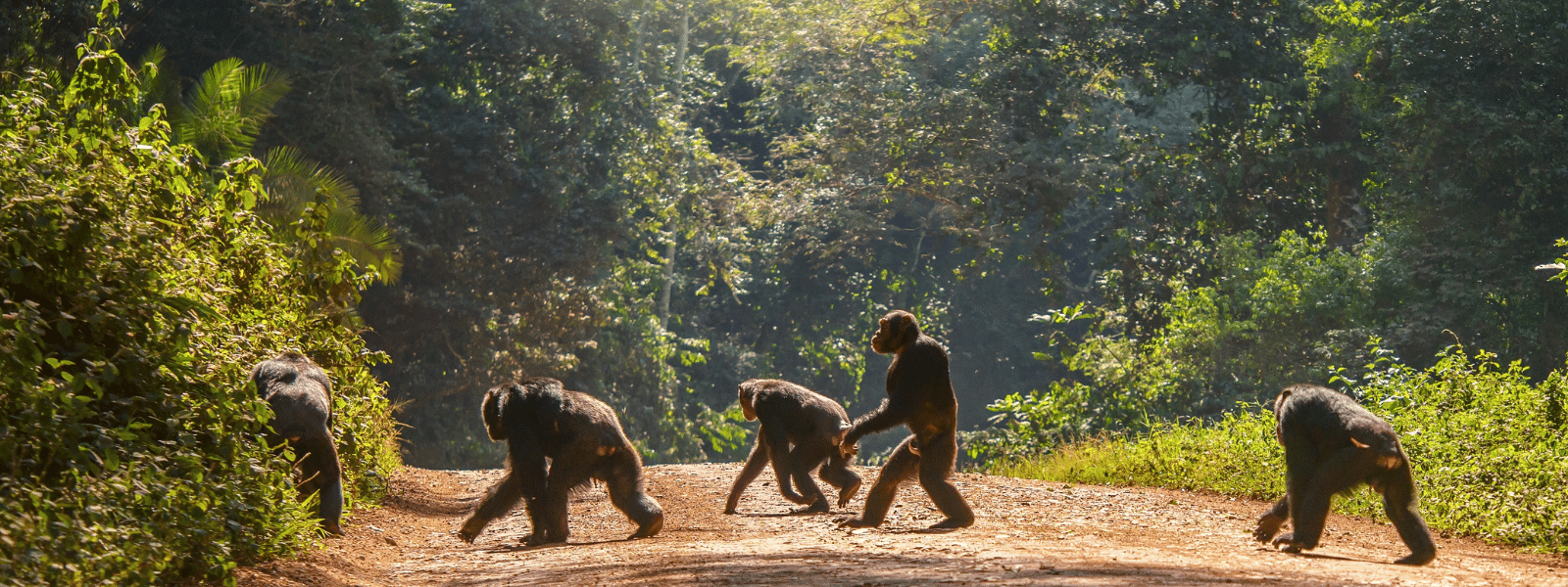 Gorille Ouganda