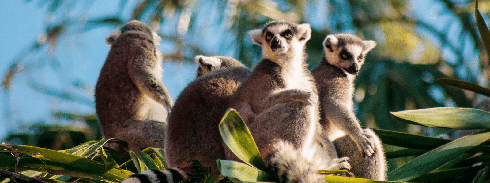 lémuriens madagascar