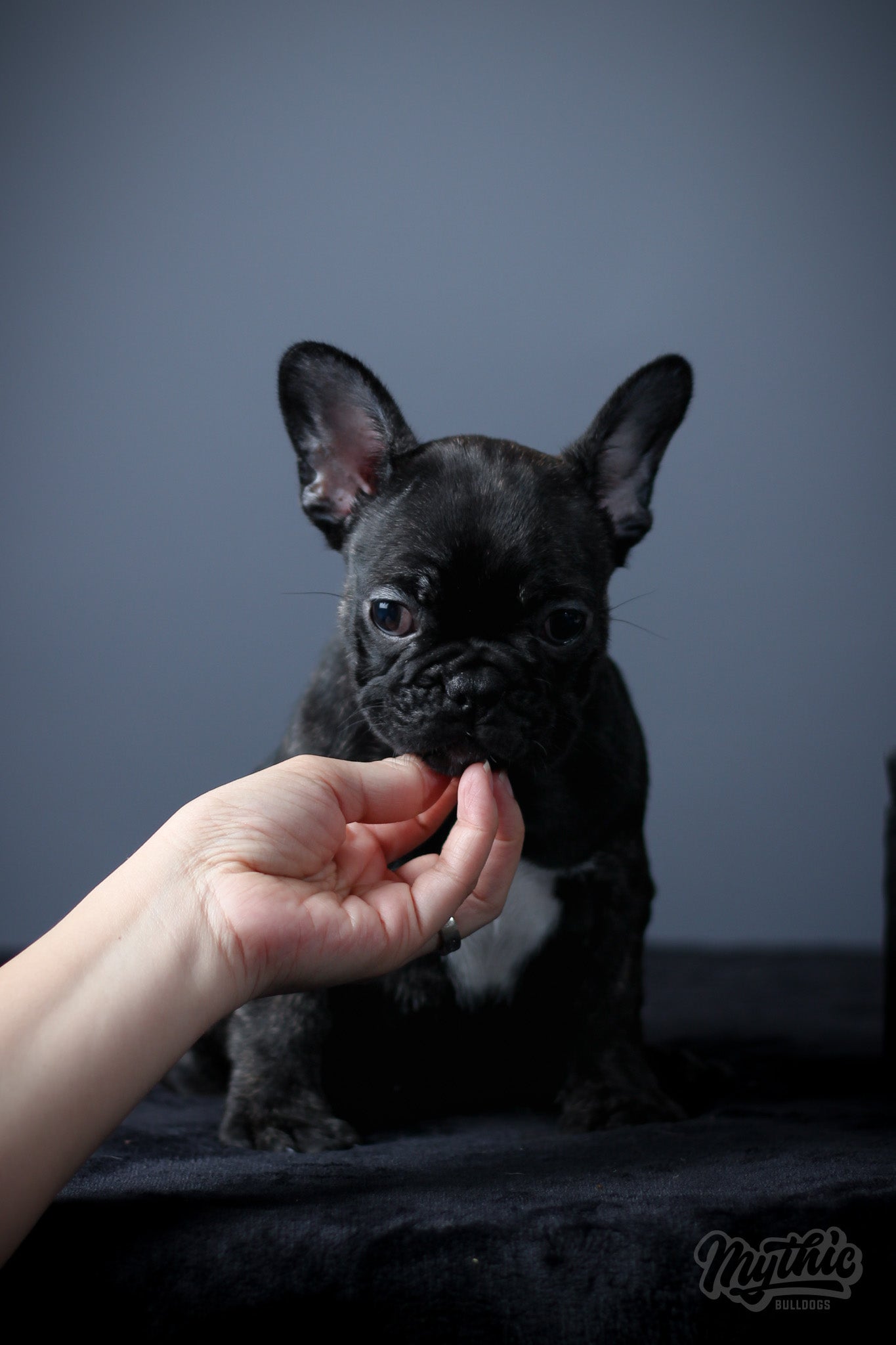 Peppermint - Female - French Bulldog - Pied (SOLD)