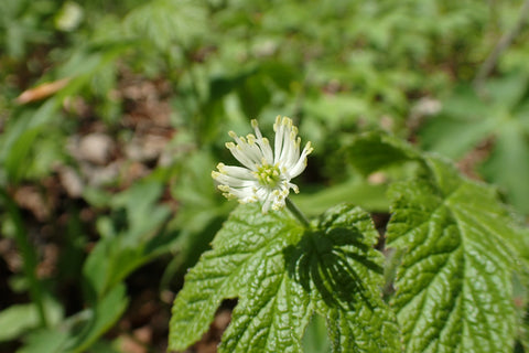 Closeup of wild Goldenseal (Hydrastis canadensis) flower with shadow on leaf