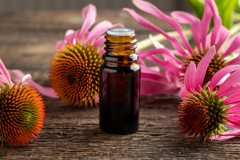A bottle of essential oil with blooming echinacea plant