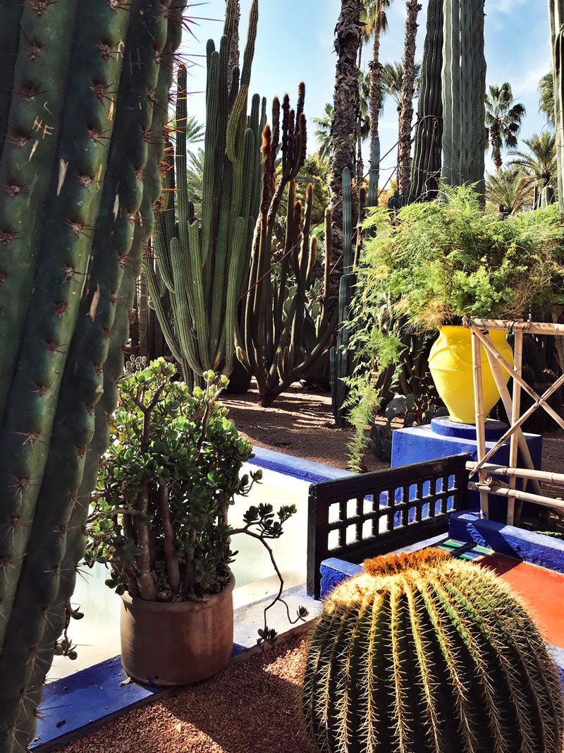 Marrakesh Jardin Majorelle