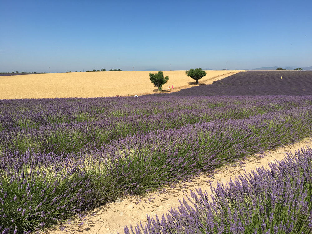 Provence