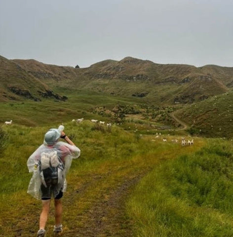 Sheep in New Zealand