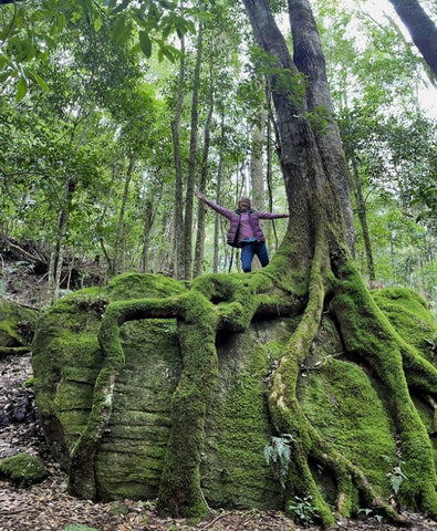 tree roots