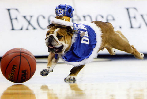 Porterhouse in his robes chasing a basketball