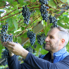 Thomas checkt Lagrein-Trauben in der Vigna Grafenleiten