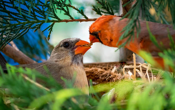 Bisous oiseaux