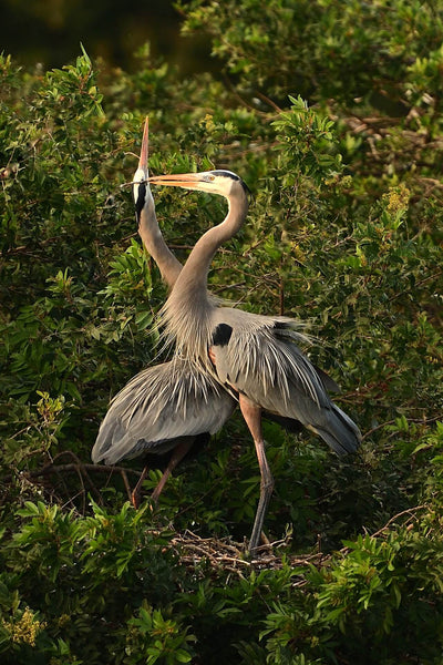 Accouplement oiseaux