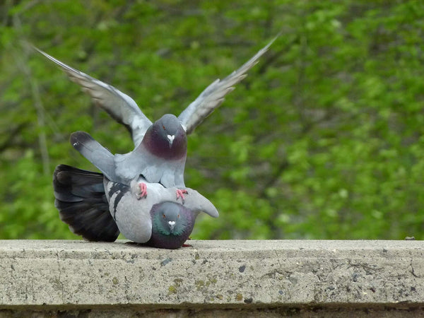 Accouplement pigeons