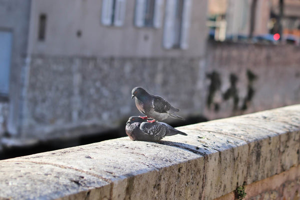 Reproduction pigeons