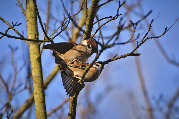 Reproduction oiseaux