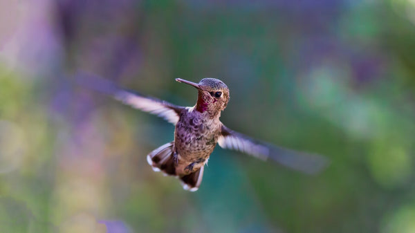 Colibri en vol