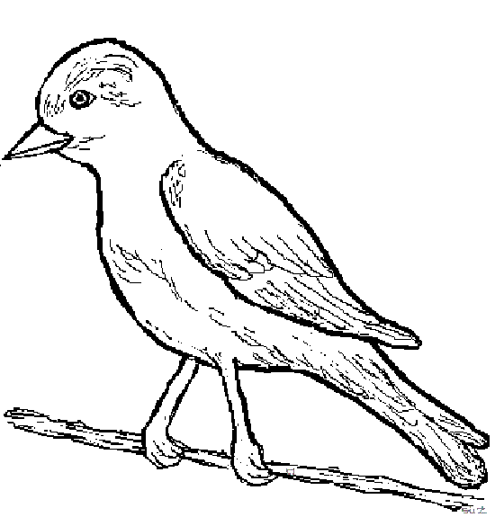 Coloriage oiseau dessin