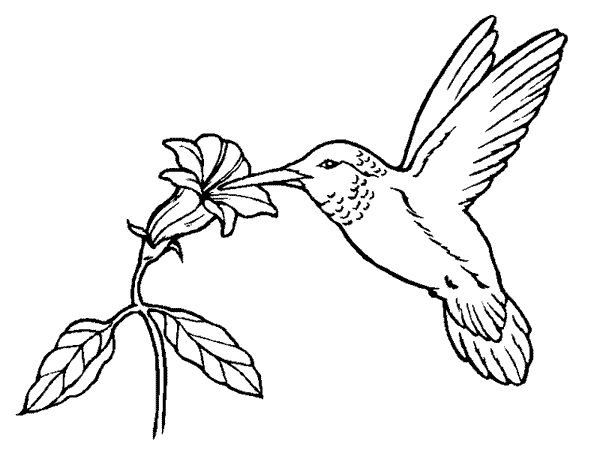 Coloriage colibri
