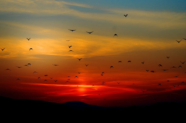 Est ce que les oiseaux dorment ?