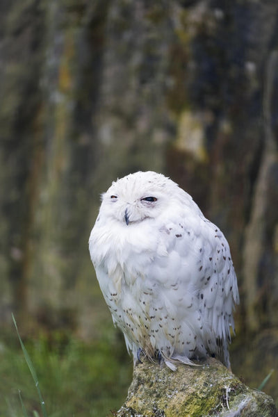 Est ce que les oiseaux dorment ?