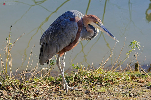 Héron Goliath