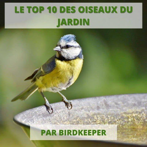 Top 10 des oiseaux du jardin