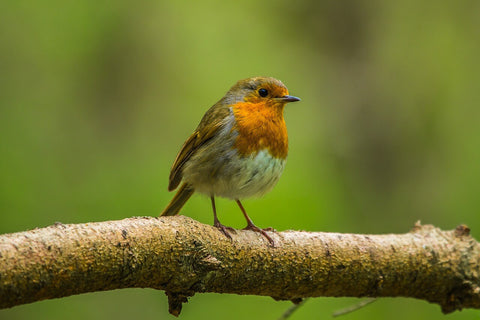 TOUT SAVOIR SUR : LE ROUGE-GORGE – BirdKeeper®