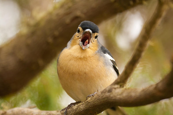 chant oiseau