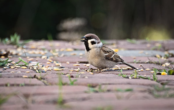 Graines pour oiseaux