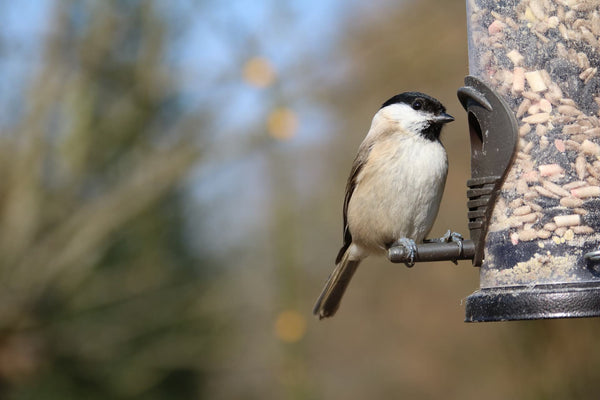 Mangeoire à graine pour oiseaux