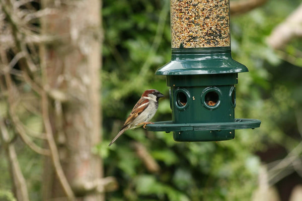 Mangeoires À Oiseaux À Suspendre À L'extérieur À L'épreuve - Temu