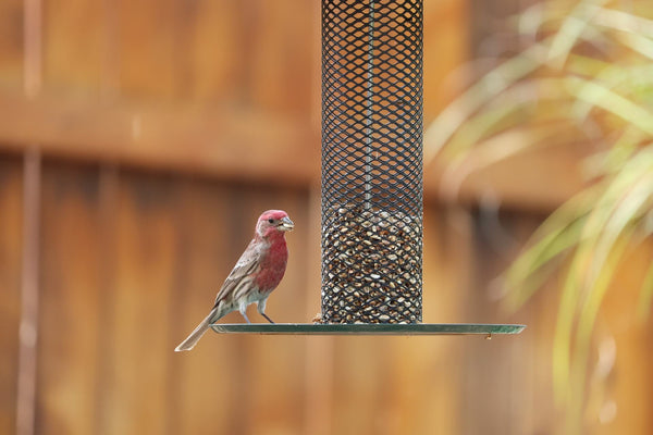 Maison d'oiseaux Mangeoires pour Oiseaux Sauvages Station à Fixer