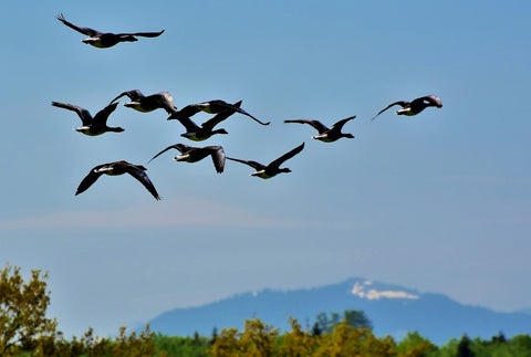Migration oiseaux 