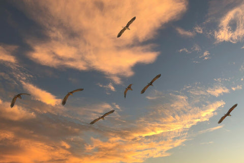 Migration des oiseaux